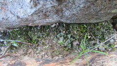Haworthia maraisii