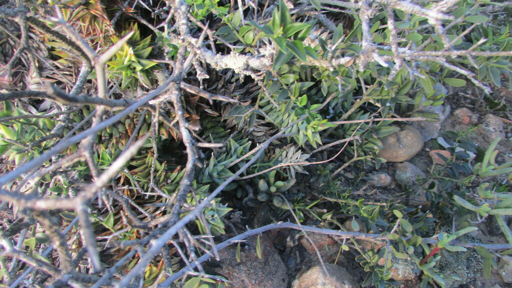 Astroloba rubriflora, Cape Winelands, ZA-WC, ZA