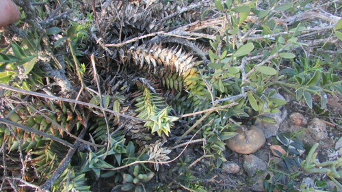 Astroloba rubriflora