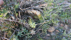 Astroloba rubriflora