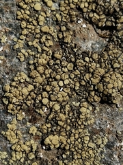 Lecanora stenotropa