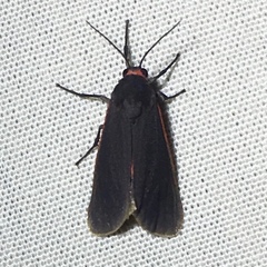 Virbia laeta