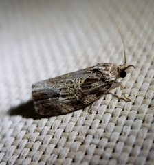 Phaecasiophora confixana