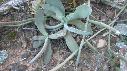Image of Crassula cotyledonis by (c) James Deacon, some rights reserved (CC BY-SA)