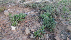 Acrodon purpureostylus
