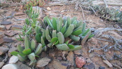Acrodon purpureostylus