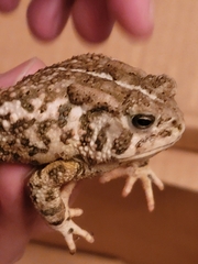 Anaxyrus woodhousii