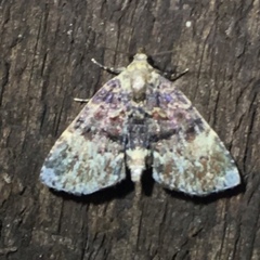 Metalectra richardsi