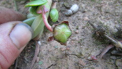 Acrodon purpureostylus