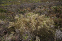 Pseudopentameris macrantha