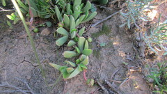 Acrodon purpureostylus