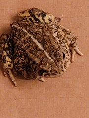 Anaxyrus woodhousii