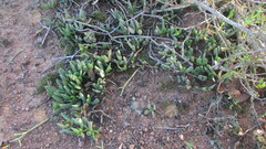 Acrodon purpureostylus