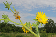 Haplorhynchites aeneus