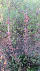 Crassula atropurpurea