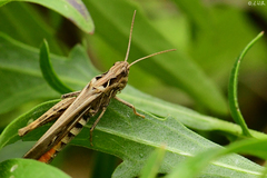 Glyptobothrus