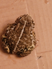 Anaxyrus woodhousii