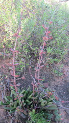 Crassula atropurpurea