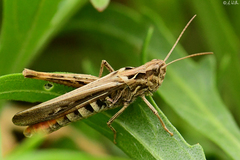 Glyptobothrus