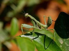 Sphodromantis viridis