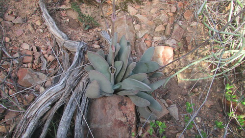 Image of Crassula cotyledonis by (c) James Deacon, some rights reserved (CC BY-SA)
