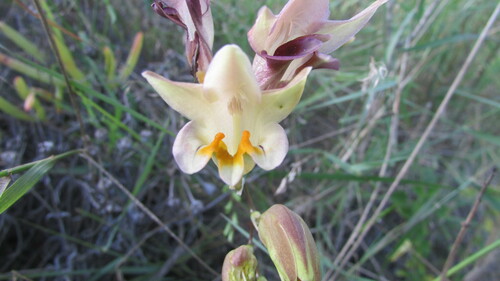 Image of Freesia refracta by (c) James Deacon, some rights reserved (CC BY-SA)