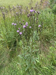 Cirsium arvense