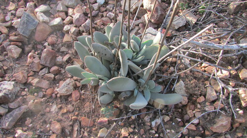 Image of Crassula cotyledonis by (c) James Deacon, some rights reserved (CC BY-SA)