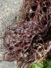 Gracilariaceae