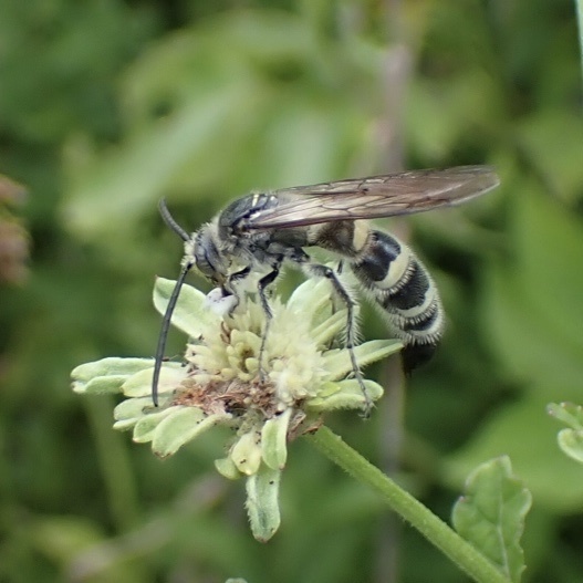 Feather-legged Scoliid Wasp from Midway, AL, US on August 02, 2022 at ...