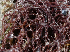 Gracilariaceae