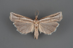 Thaumatopsis repandus