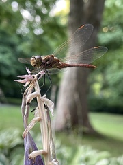 Sympetrum striolatum