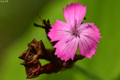 Dianthus carthusianorum