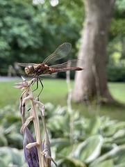 Sympetrum striolatum