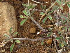 Indigofera sessilifolia