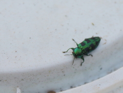 Chrysobothris melazona