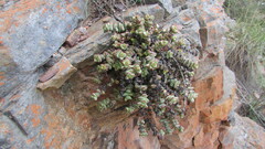 Crassula rupestris