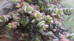 Crassula rupestris