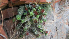 Crassula rupestris