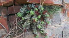 Crassula rupestris
