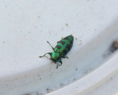 Chrysobothris melazona