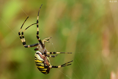 Argiope bruennichi