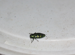 Chrysobothris melazona