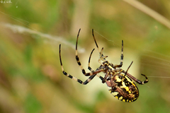 Argiope bruennichi