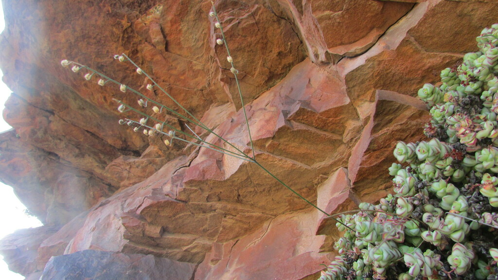 Drimia sigmoidea, Cape Winelands, ZA-WC, ZA