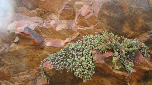 Drimia sigmoidea