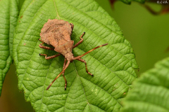 Coreus marginatus
