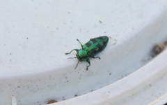 Chrysobothris melazona