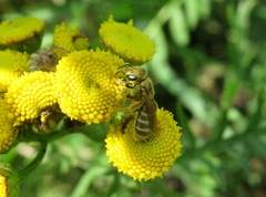 Halictus subauratus